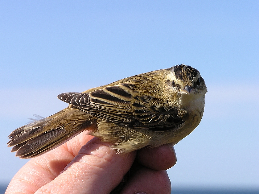 Sedge Warbler, Sundre 20080731